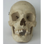 The Skullies Group