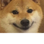 Doggo fan studios