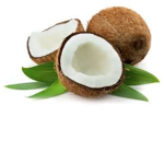 Coconut Studio