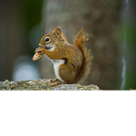 The squirrels and ducks