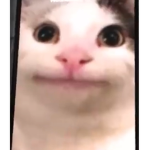 Material cats and dogs