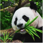 Panda ay