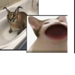 Kitty fans loves cats and dogs