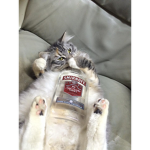 CatLove