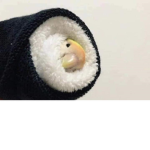 Runbois