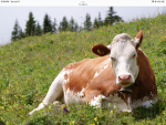 The best loyal cows