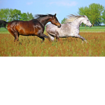 I Love Horses Fan Group
