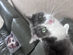 ,Kitttyyyyyyy