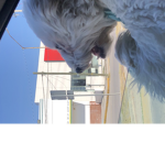 Amigos míos:)