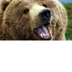 bears are the best if you think that join
