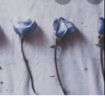 Periwinkle roses