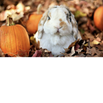 Bunnys come here