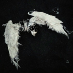 [Angel Tears]