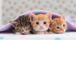 pretty cute cats fans
