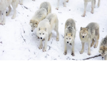 ~|~ Wolf Pack ~|~