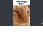 CATS ARE COOL I LOVE THEM