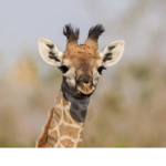 Gorgeous Giraffes!! :]