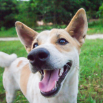 super happy dogs!