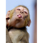 Cave Monke Tribe