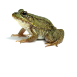Flip Flop and Frog