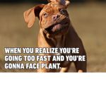 dog memes dogs
