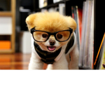 xoxo dogs