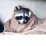 .⋆Raccon⋆.