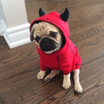Devil Dog Squad