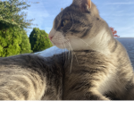 The Kat’s Fan Group