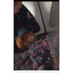 The_Hamster_Friends