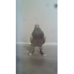 PIGEONFANGROUP