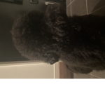 犬組