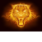 Fire tiger fan club