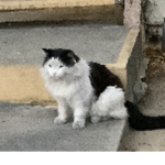 Cat the hat with a gun