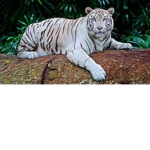 Tiger's Fandom Group