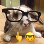 Hannah's Ekittens