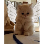 I GATTICORNI!
