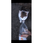 ㅈ륻ㅈ