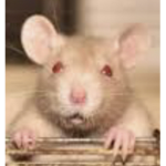 Rats Need Right