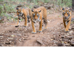 Tigers Kingdom