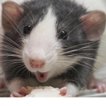 Rats shall raid all!
