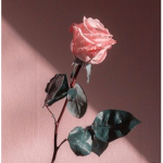 Roses Are Rosy