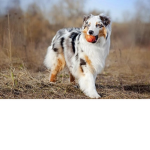 Dog Gaming Group!