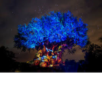 Glows Kingdom