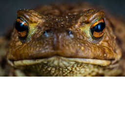 froggo simulator