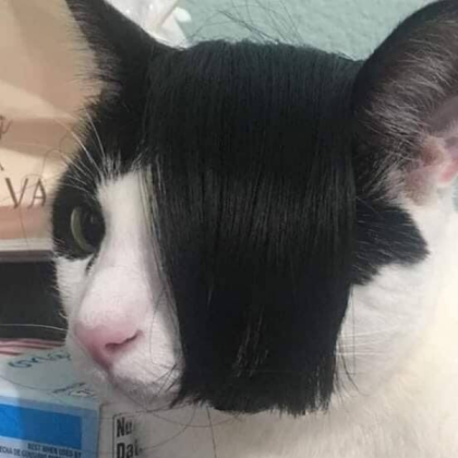 emo cat? Roblox decal