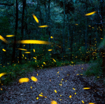 Firefly Inc.