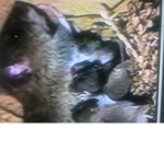 Mini Rats United #RATS