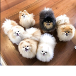Pomeranian Besties