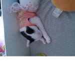 CuteKITTYandDOGGY